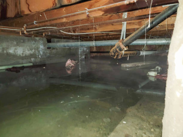 Best Water damage restoration experts  in Mead, CO