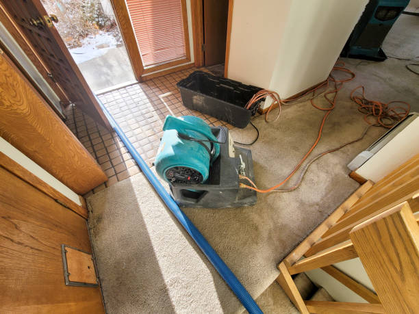 Best Flood damage cleanup  in Mead, CO