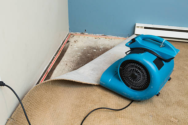 Best 24/7 water damage repair  in Mead, CO